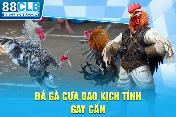 Đá Gà 88CLB Livestream Cockfighting Rực Lửa Hấp Dẫn Mỗi Ngày Đá gà cựa dao kịch tính, gay cấn