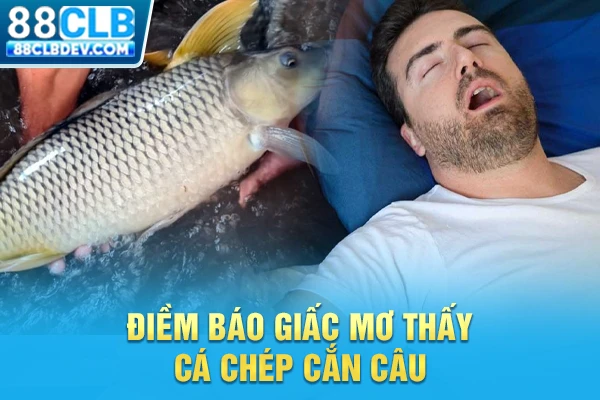 Luận Giải Mơ Thấy Cá Chép Và Gợi Ý Các Con Số May Mắn 2026 Điềm báo giấc mơ thấy cá chép cắn câu