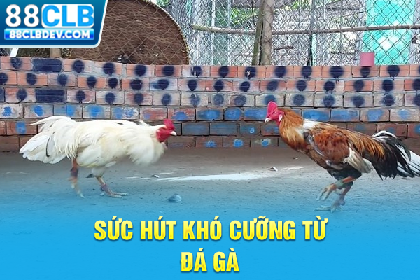 Đá Gà 88CLB Livestream Cockfighting Rực Lửa Hấp Dẫn Mỗi Ngày Sức hút khó cưỡng từ đá gà